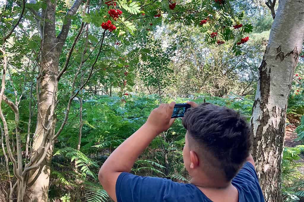 Junge beim Fotografieren im grünen Wald mit Bäumen und roten Beeren.